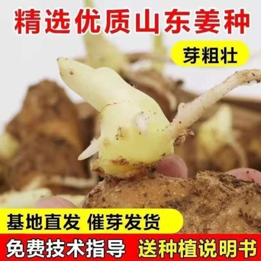 山东368产量王脱毒姜种 可定制催芽 可发现货  保证质量