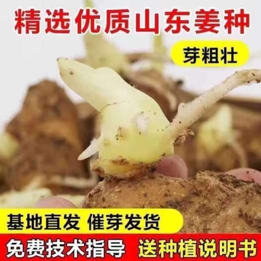 莒县山东368产量王脱毒姜种 可定制催芽 可发现货  保证质量