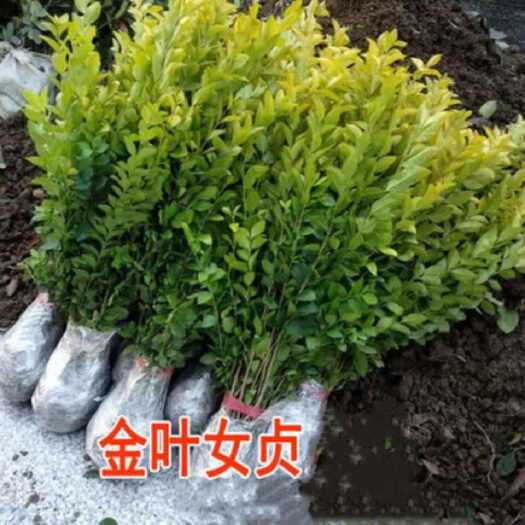 苏州金叶女贞 树苗绿化树球庭院小区绿化苗 四季常青绿化彩色苗木苗