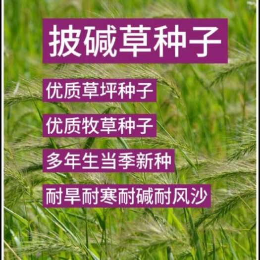 苏州披碱草种子宽叶草种子耐旱耐盐碱草籽抗风沙抗寒园林草坪种子