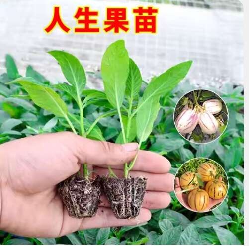 临朐县人参果树苗盆栽人生果苗菜苗水果长寿果种籽阳台种植四季