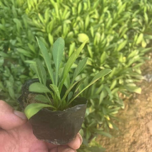 荷兰菊，荷兰菊小杯荷兰菊大杯