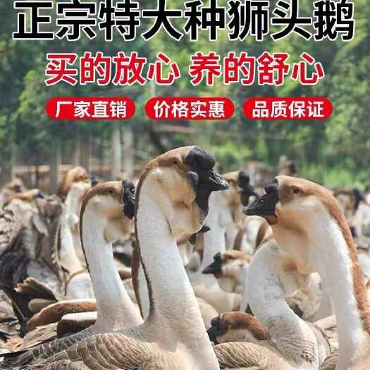 汕头狮头鹅苗出壳苗