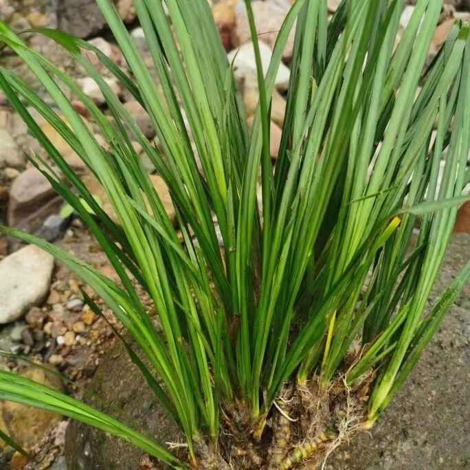 石菖蒲四季常青盆栽庭院石菖蒲健康生活带根小苗净化菖蒲水培土培