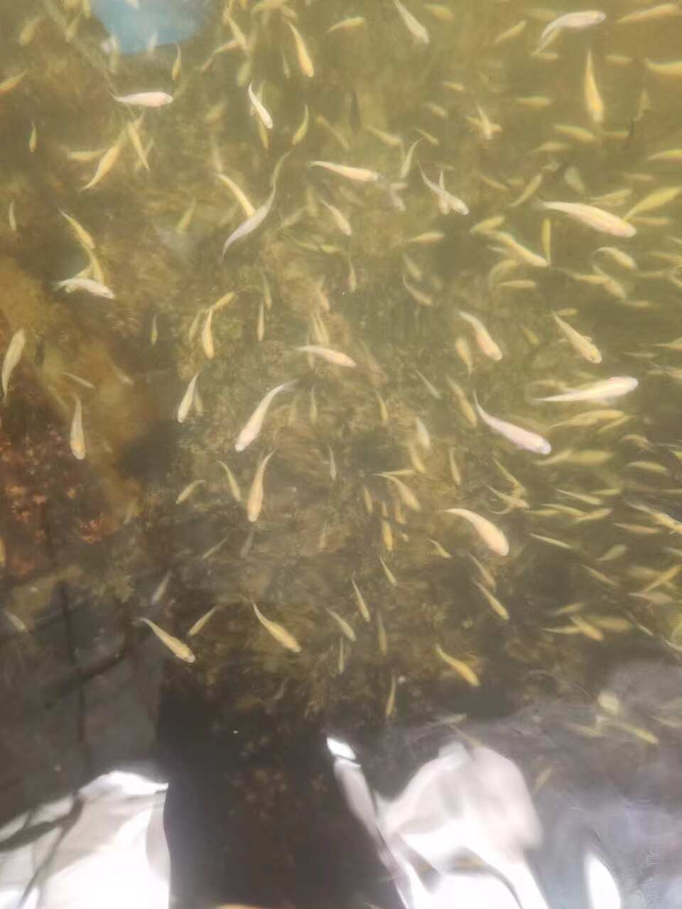 虹鳟鱼苗
