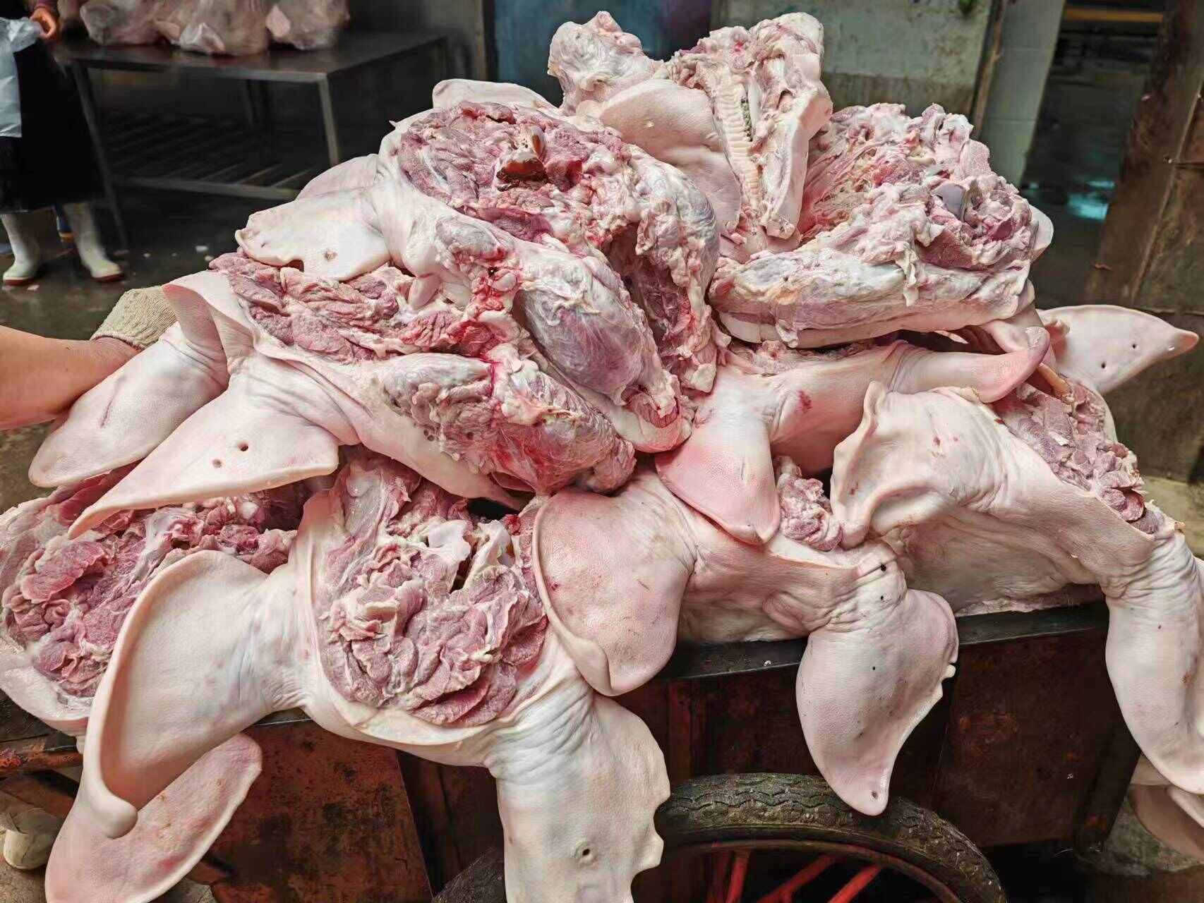 母猪头