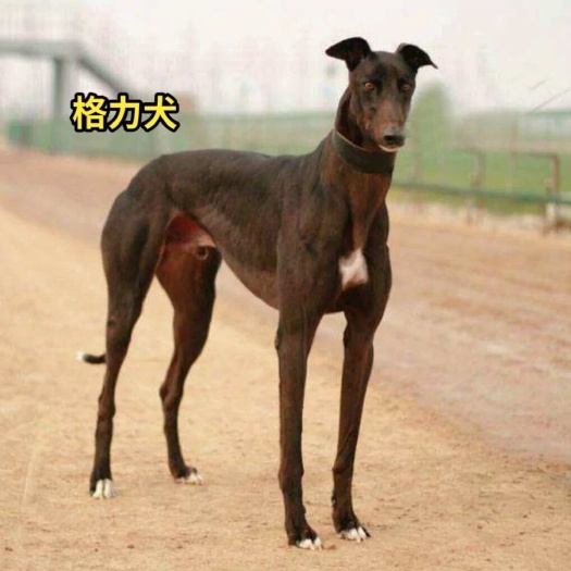 长沙格力犬