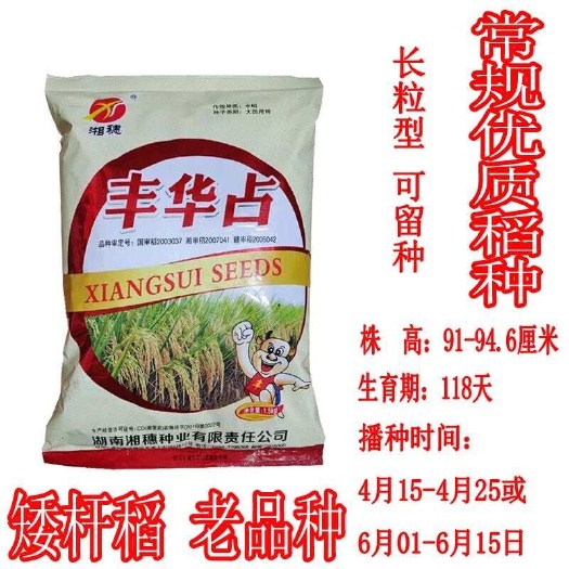 常德丰华占 长粒稻谷 常规优质稻种 黄华占系列 细长水稻种子