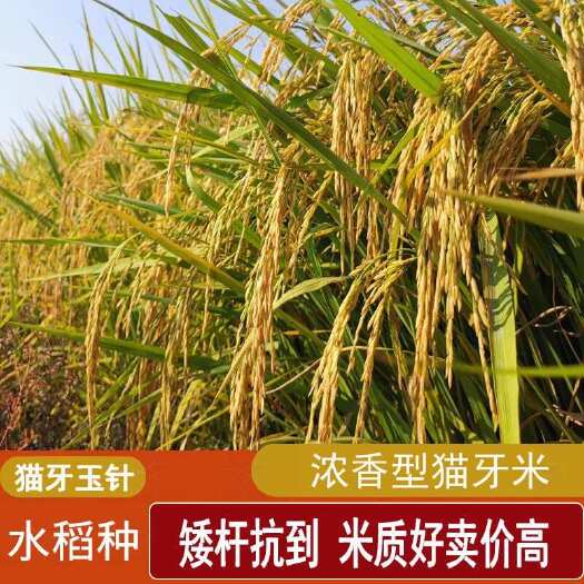 常德猫牙玉针香米稻谷种子 常规矮杆长粒香稻种 原种浓香优质稻