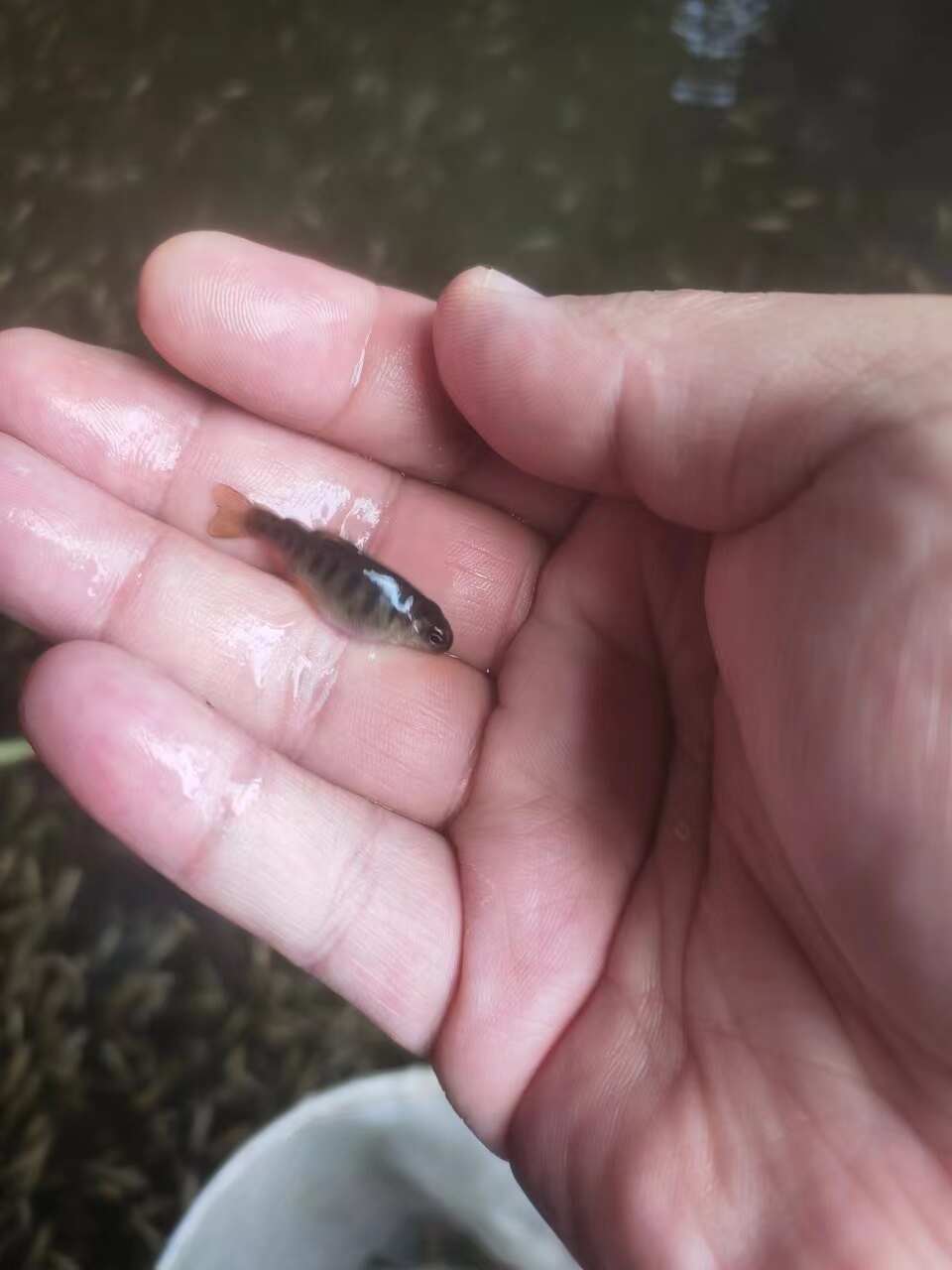 虹鳟鱼苗