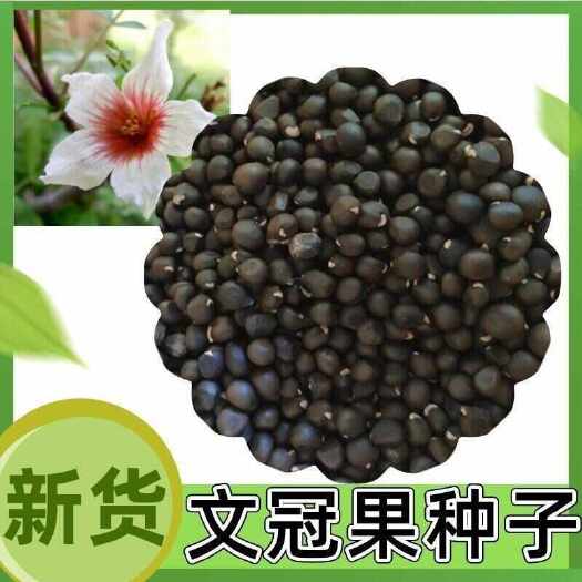 苏州文冠果种子，园林绿化花卉用种林木果树多年生观赏树木油料树种子