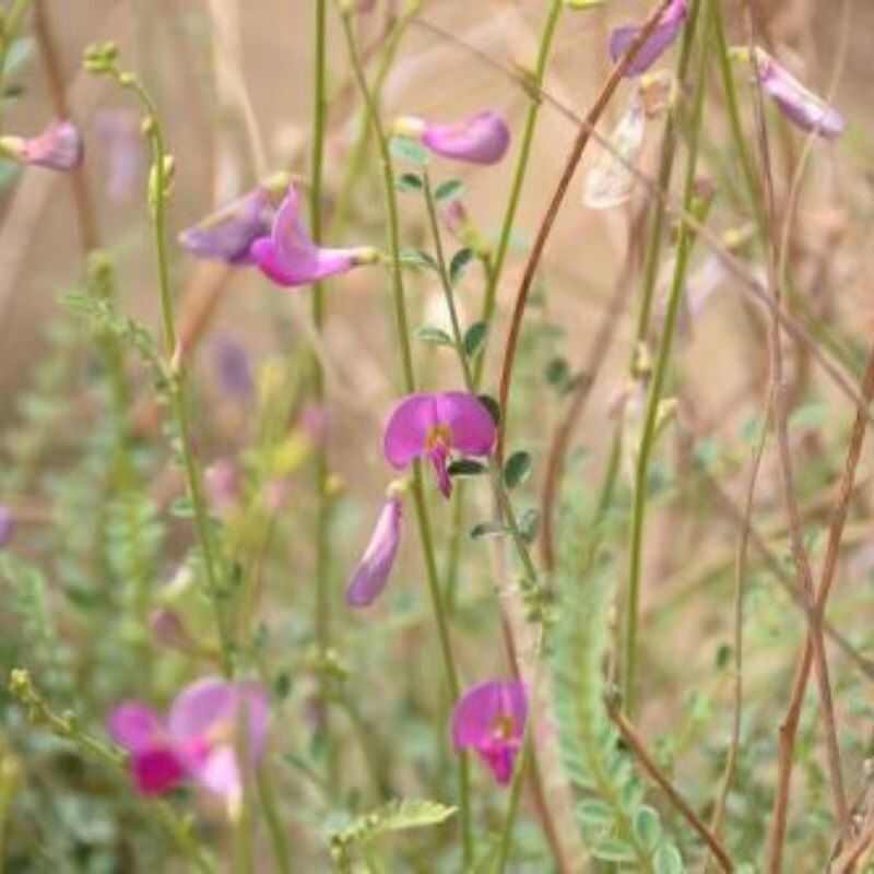 花棒种子林灌木种籽带壳细枝岩黄芪防风固沙草原绿化边坡矿山治理