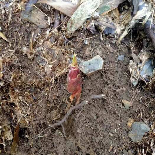 恭城县高山摆竹笋干