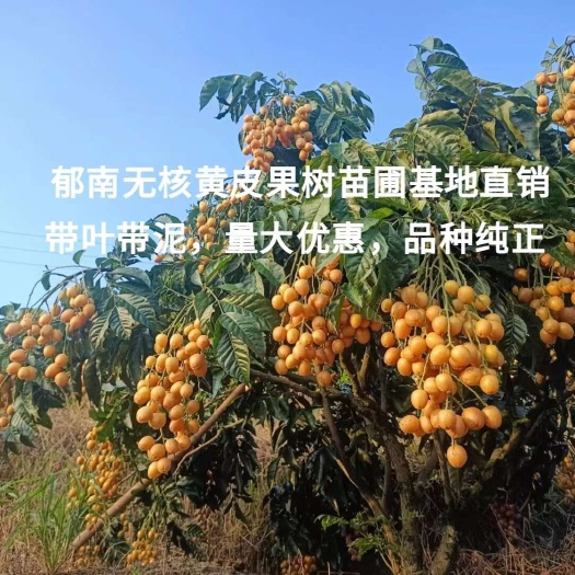 郁南县郁南无核黄皮苗，鸡心黄皮苗，