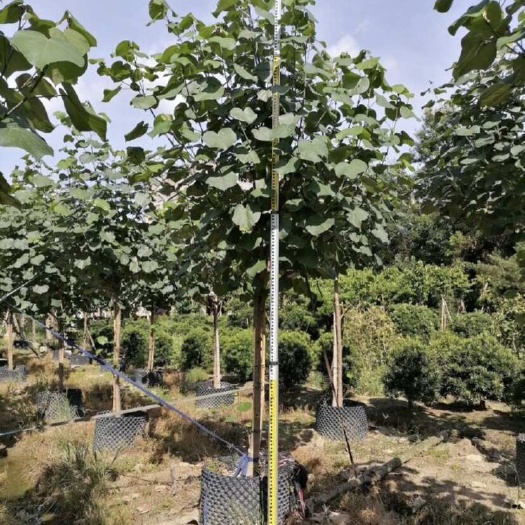 揭阳黄槿基地直销5～15公分胸径