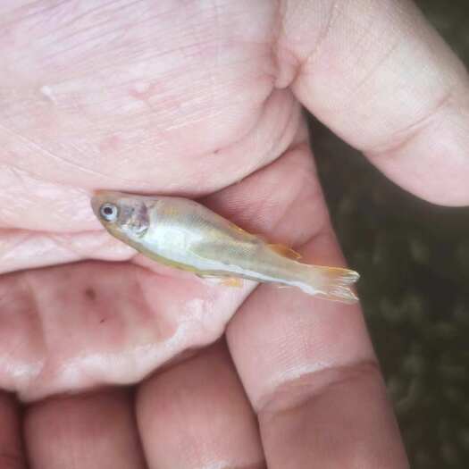 昆明虹鳟鱼苗，规格齐全价格便宜。