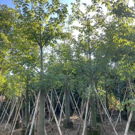 揭阳供应 美丽异木棉 美人树10～20公分量大价优