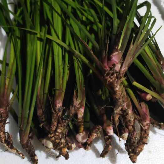 唐河县石菖蒲四季常青盆栽庭院石菖蒲健康生活带根小苗净化菖蒲水培土培