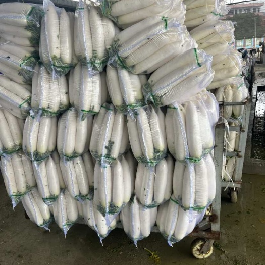 重慶市白蘿卜，基地直供散裝打包貨