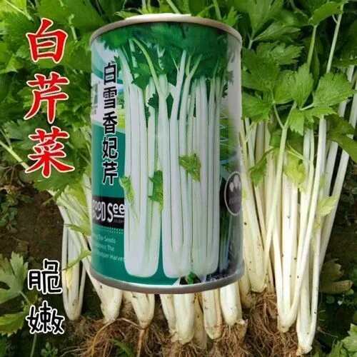 沭阳县白雪香妃芹菜种子小香芹本地实心芹速生西芹耐热耐寒四季蔬菜种籽