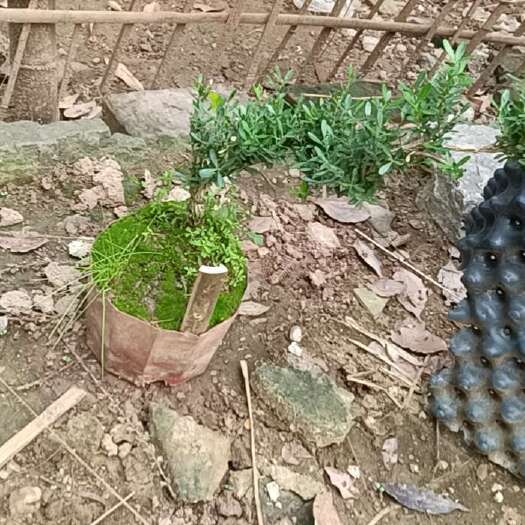  地被植物