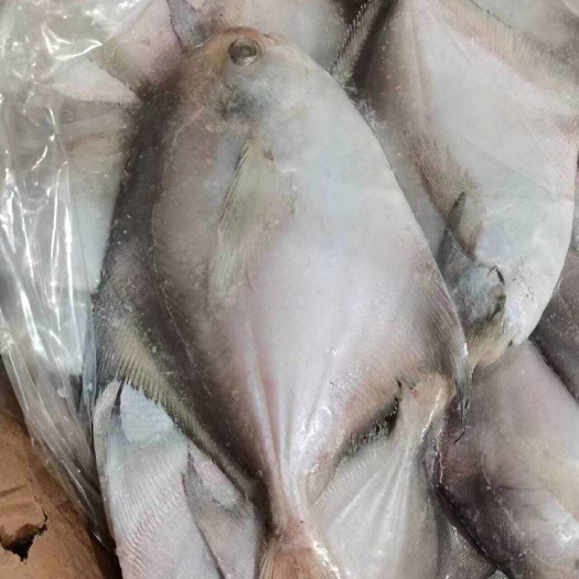 东港市金昌鱼1.5-2两