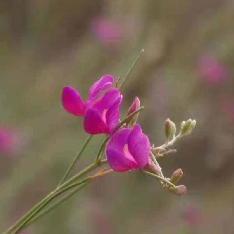 花棒种子林灌木种籽带壳细枝岩黄芪防风固沙草原绿化边坡矿山治理