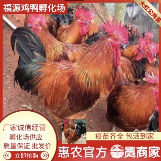 大红公鸡苗。红公鸡鸡苗，红瑶改良品种包运输成活。成年5到6斤