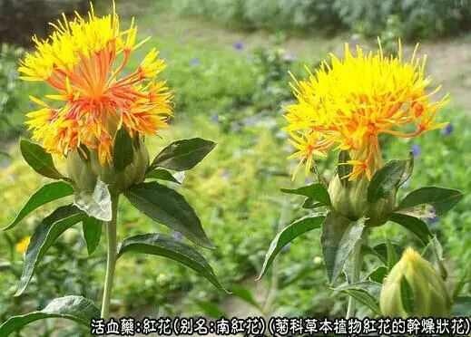 红花