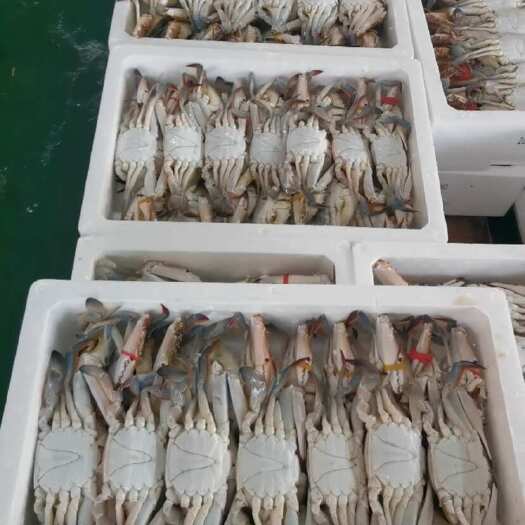 连云港远海梭子蟹