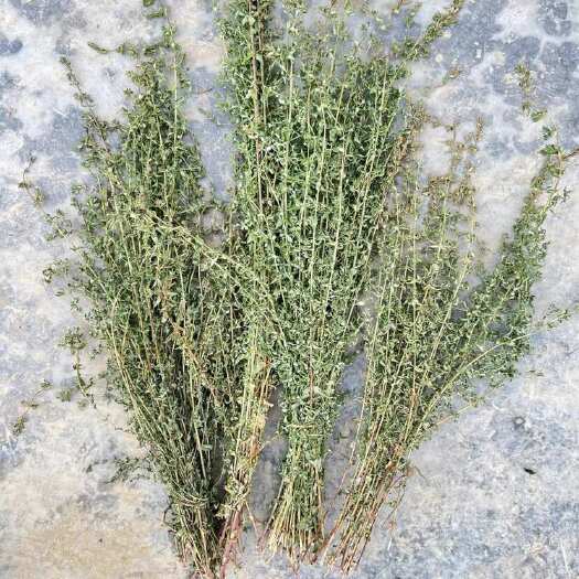 安康贯叶连翘，贯叶金丝桃