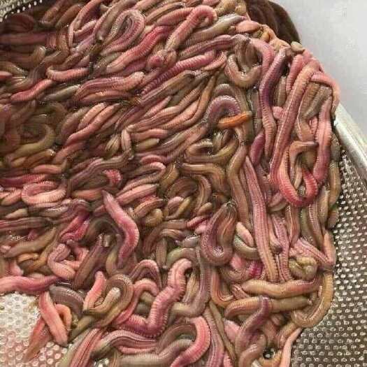 长沙禾虫