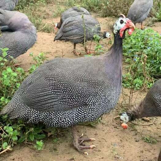昆明珍珠鸡苗
