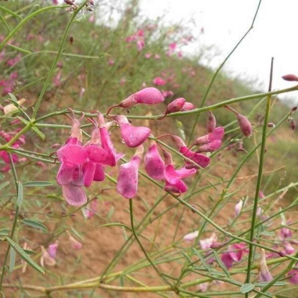 花棒种子林灌木种籽带壳细枝岩黄芪防风固沙草原绿化边坡矿山治理