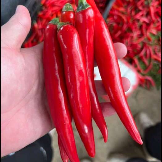 廉江市8号线椒，二荆条，3号线椒，青皮尖椒，黄皮尖椒小米椒！