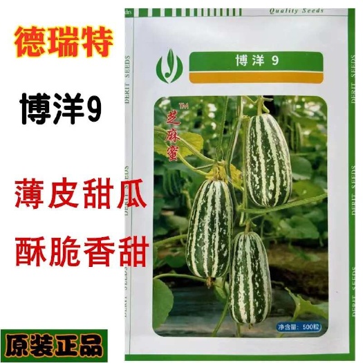 沭阳县博洋9号甜瓜种子超甜薄皮酥香脆爽多汁甜掉牙四季播盆栽水果种籽