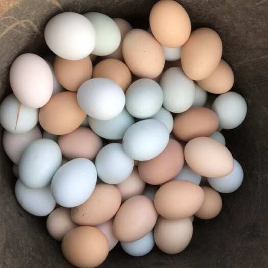 昌黎县土鸡蛋树林地放养，芦花鸡蛋，绿壳鸡蛋