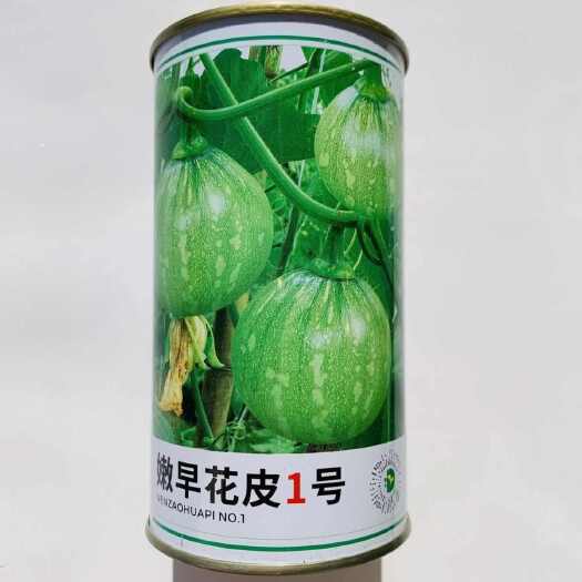 南京嫩早花皮1号南瓜种子一串铃南瓜种子早熟耐寒高圆球形嫩南瓜种籽