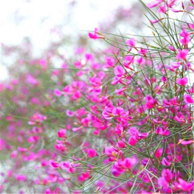 花棒种子林灌木种籽带壳细枝岩黄芪防风固沙草原绿化边坡矿山治理