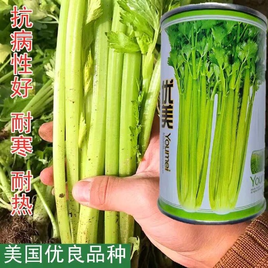 沭阳县芹菜种子美国脆嫩西芹高产抗病粗纤维少耐抽苔脆嫩速生西芹种籽