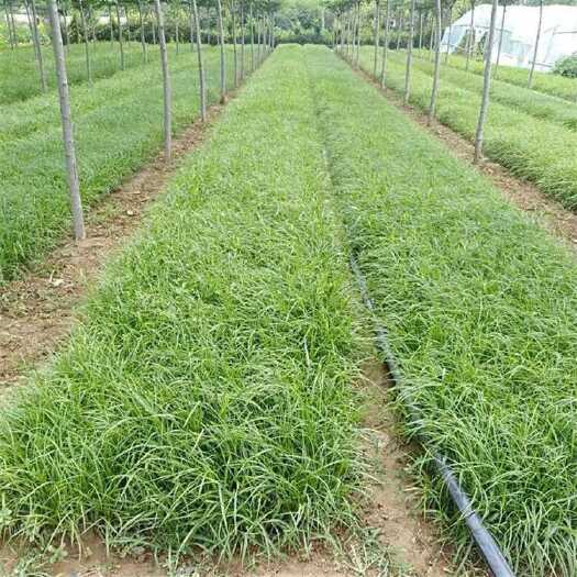 青州市青绿苔草 出售各种宿根地被时令草花水生植物