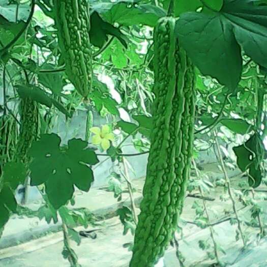 苦瓜种子，早熟苦瓜种子