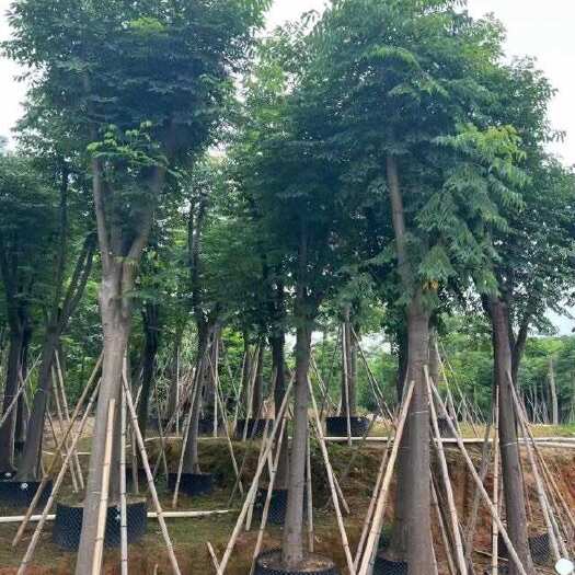 揭阳栾树（国庆花）10～20公分骨架基地直销 规格齐全 欢迎来电