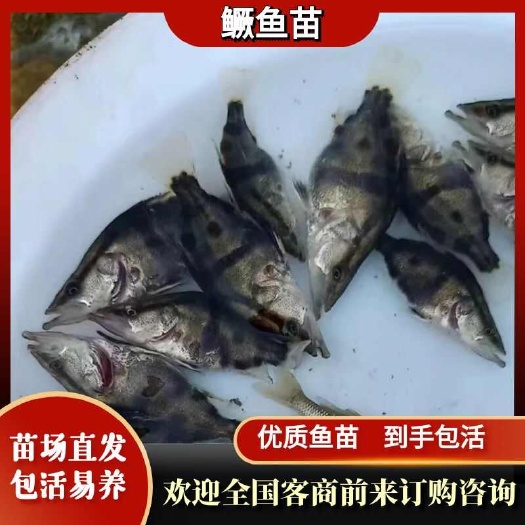 重庆市鳜鱼苗，基地孵化，无病无伤，抗病生长快，存活率高，规模养