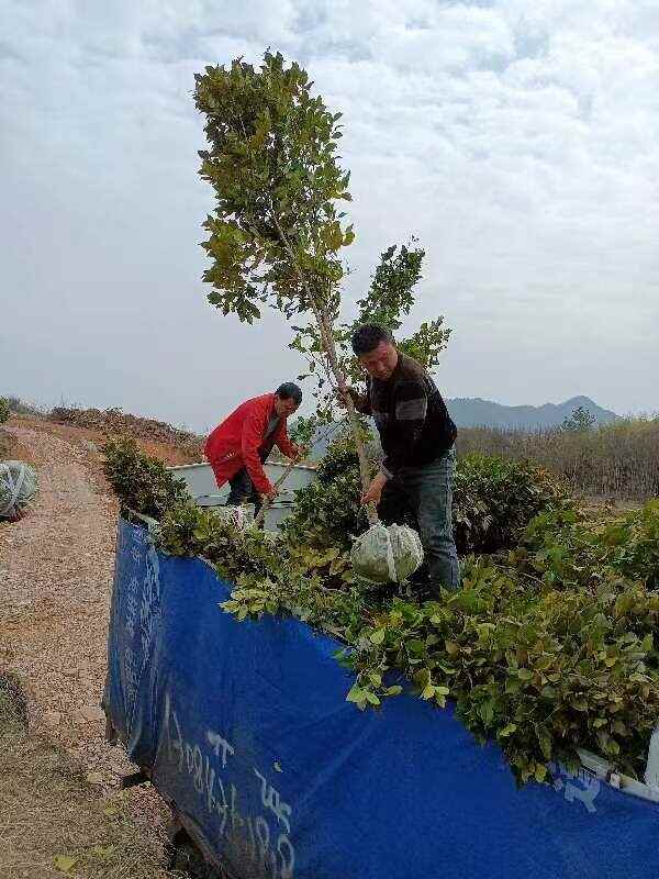 茶花，六角大红，七星