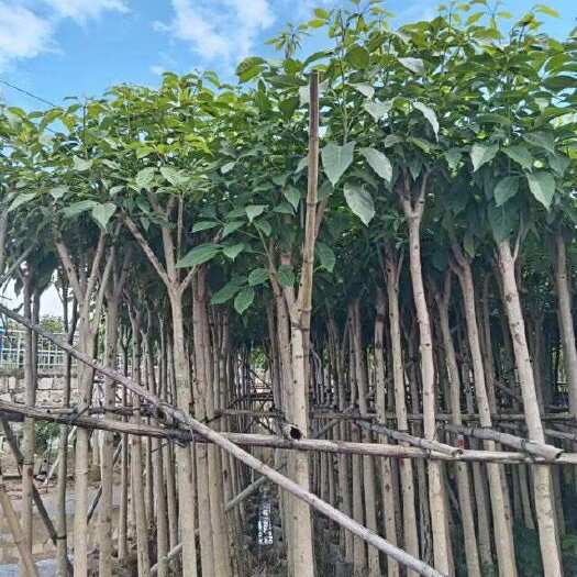 揭阳洋红风铃木 红花风铃木5～15公分