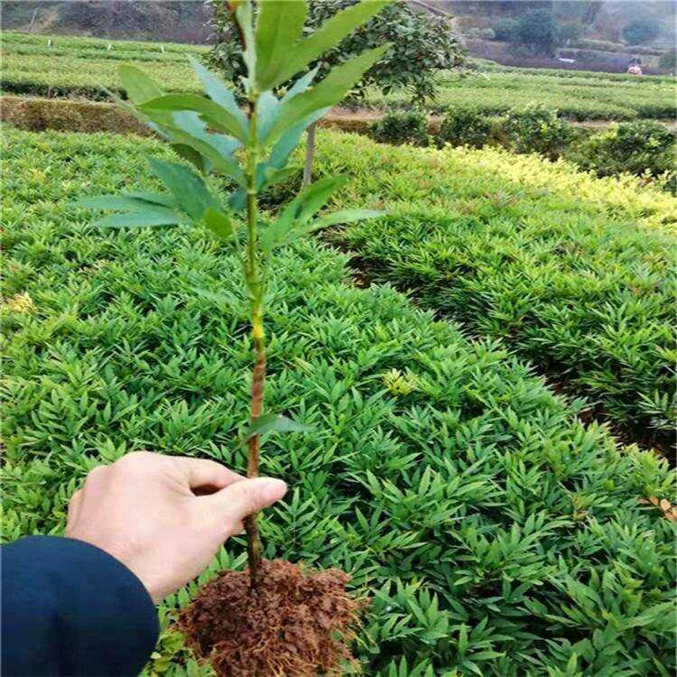 十大功劳 宿根地被时令草花水生植物基地