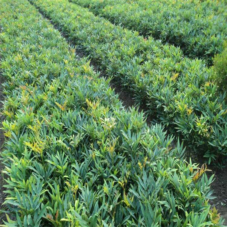 十大功劳 宿根地被时令草花水生植物基地