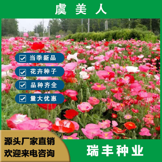 冰岛虞美人花种子虞美人种子花海打造 阳台庭院种植花卉种子批发