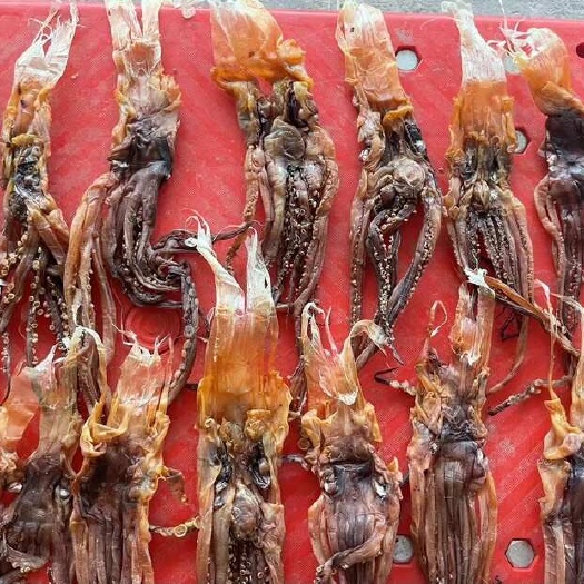 郑州阿根廷干鱿鱼头（须）郑州现货，水发专用，干度好